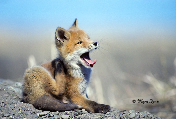 Red Fox 102 by Dr. Wayne Lynch &copy;